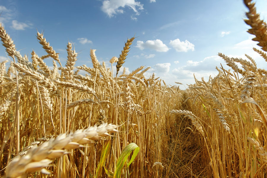 В республике начался сбор озимой пшеницы и ячменя | Новости ...
