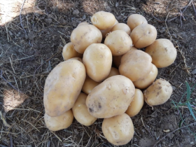 Ордабасыда картоптың «Коломбо» сорты өсірілуде